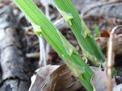 Asparagus schoberioides