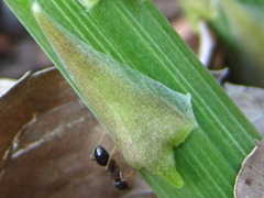 Asparagus schoberioides