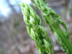 Asparagus schoberioides