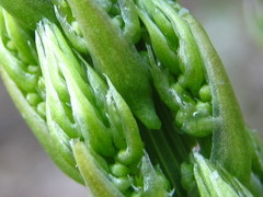 Asparagus schoberioides