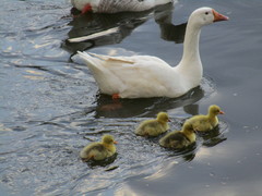 Anser anser