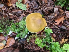 Tricholoma viridiolivaceum