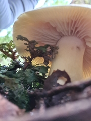 Tricholoma viridiolivaceum