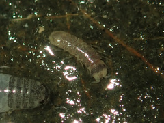 Janiroidea