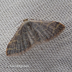 Lophophleps triangularis