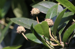 Liquidambar chinensis