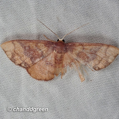 Metallaxis semipurpurascens