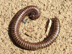 Orthoporus