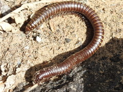 Orthoporus