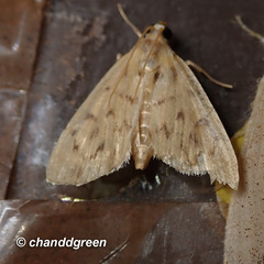Tabidia obvia