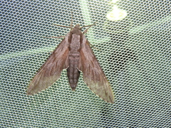 Sphinx morio arestus