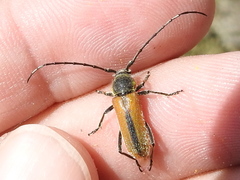 Crossidius suturalis