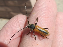 Crossidius suturalis