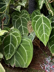 Anthurium crystallinum