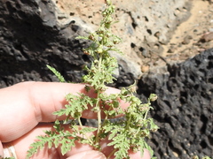 Hedosyne ambrosiifolia