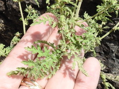 Hedosyne ambrosiifolia