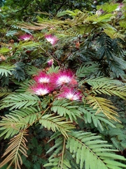 Calliandra pittieri