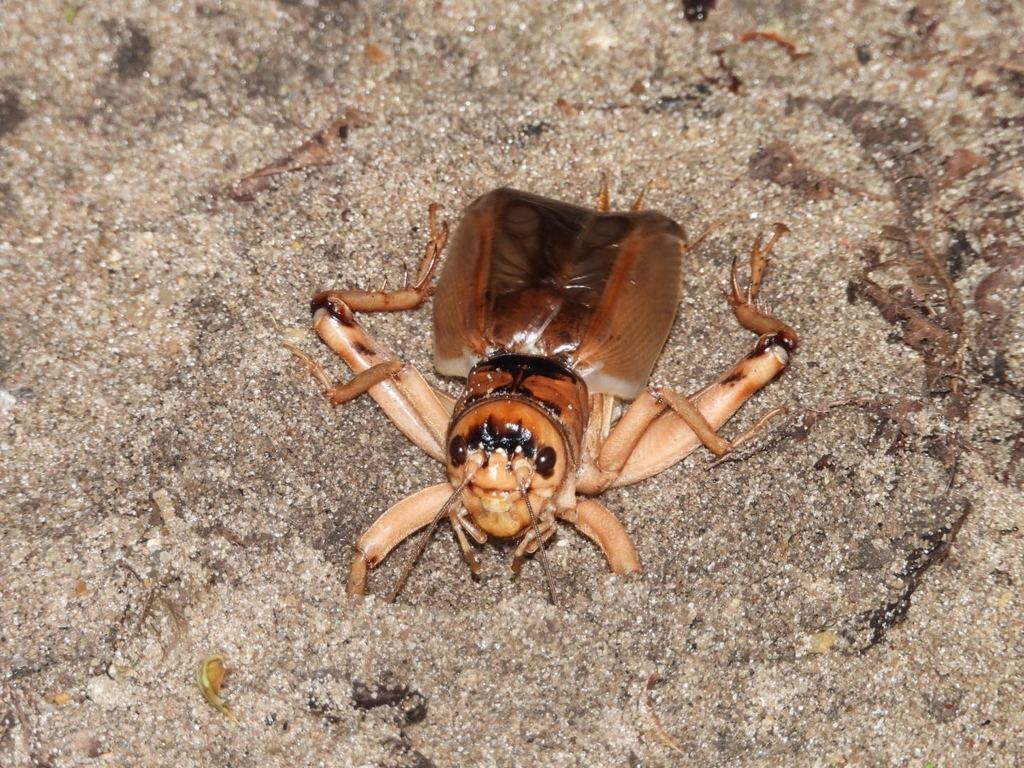 Brachytrupes tropicus
