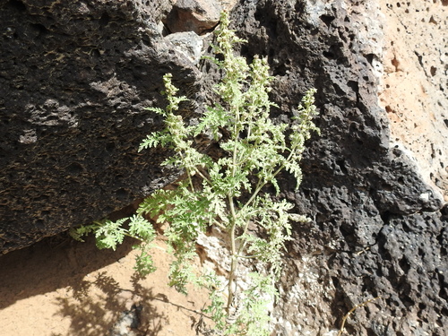 ragged marsh-elder (Hedosyne ambrosiifolia)