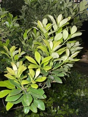 Magnoliopsida