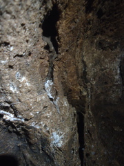 Liphistius batuensis