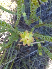 Struthiola argentea