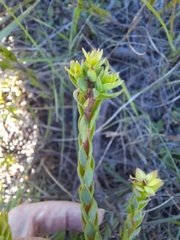 Struthiola argentea