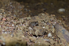 Litoria inermis