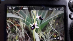 Ophrys bertolonii bertolonii