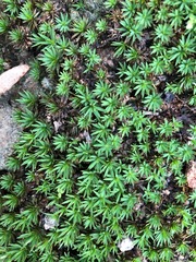Dawsonia