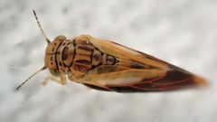 Austroagalloides grisea