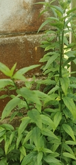 Clinacanthus nutans