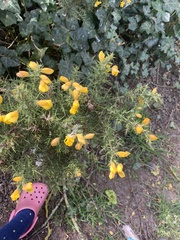 Ulex europaeus