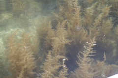 Sargassum muticum