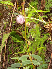 Mimosa pudica