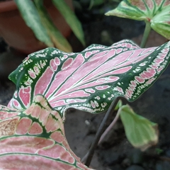 Caladium