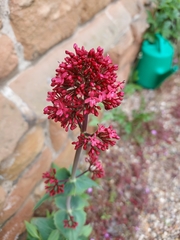 Centranthus ruber