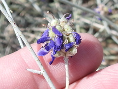 Psorothamnus scoparius