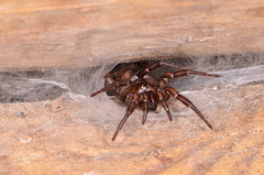 Hexathele kohua