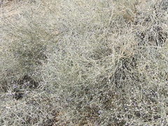 Psorothamnus scoparius