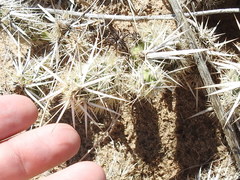 Grusonia clavata