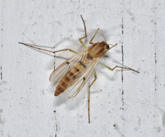 Chironomus decorus