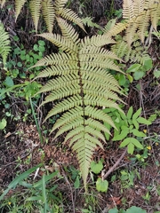 Dryopteris erythrosora