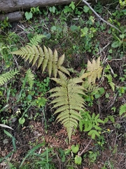 Dryopteris erythrosora