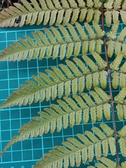 Dryopteris erythrosora