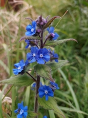 Pentaglottis sempervirens