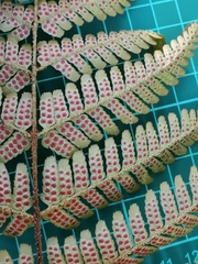 Dryopteris erythrosora