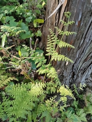 Dennstaedtia zeylanica