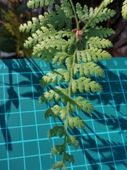 Dennstaedtia zeylanica