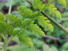 Dennstaedtia zeylanica